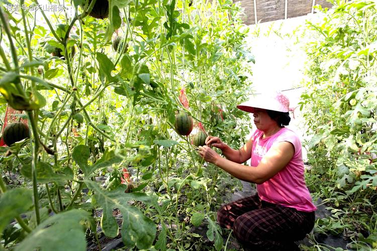 西瓜种植全套技术视频哪里看？-图1