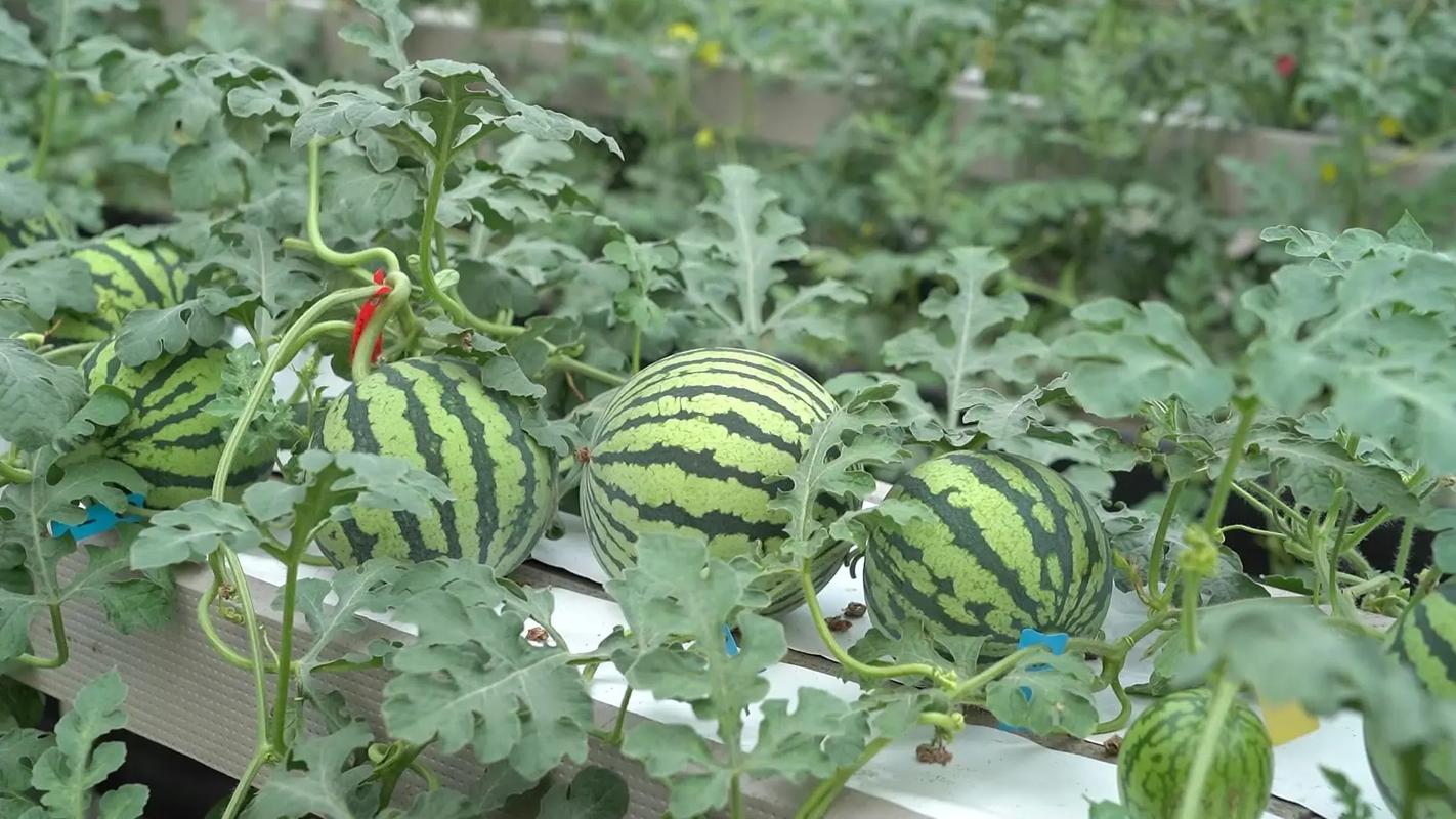 西瓜种植全套技术视频哪里看？-图3