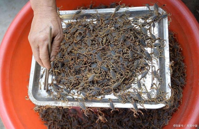 人工养殖蝎子技术视频怎么学？-图2