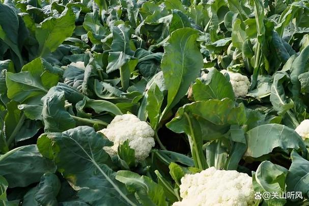 北方种花菜视频技术有哪些要点？-图2