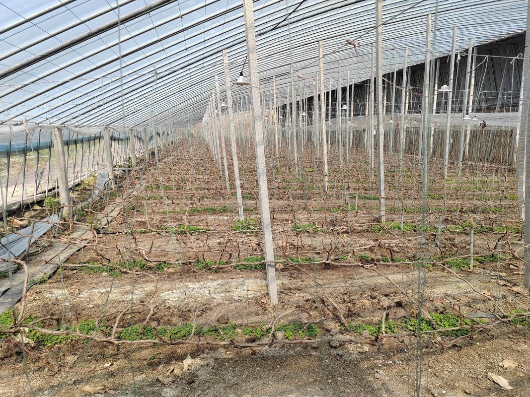 大棚葡萄养殖技术要点有哪些？-图2