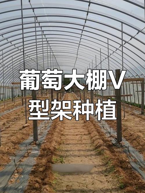 大棚葡萄养殖技术要点有哪些？-图1