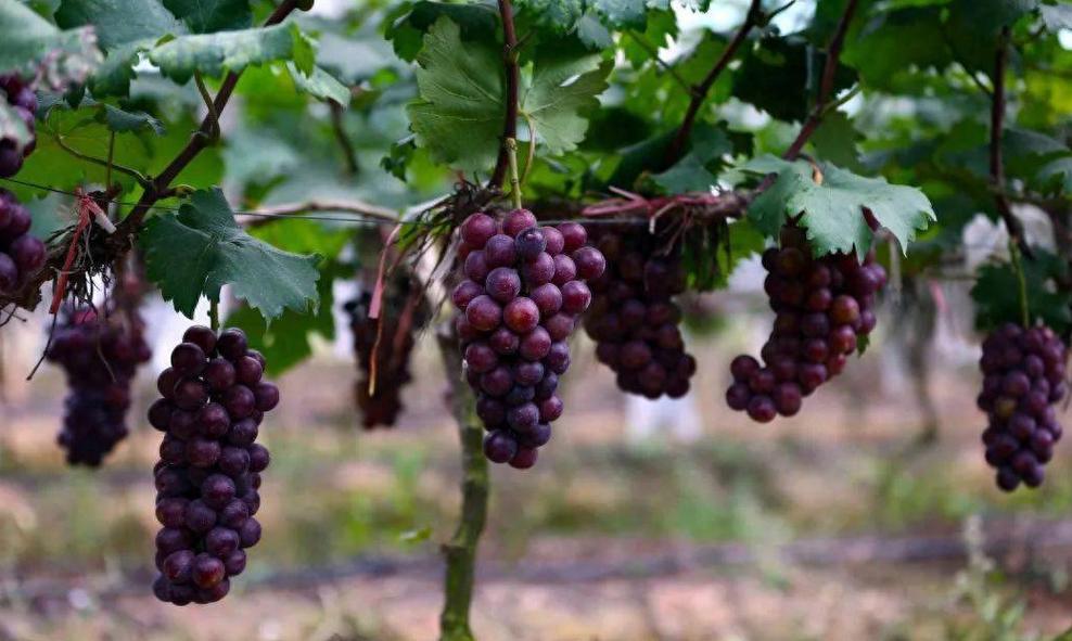 大棚葡萄养殖技术要点有哪些？-图3