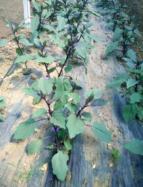 冬季大棚茄子如何高效生长？-图1