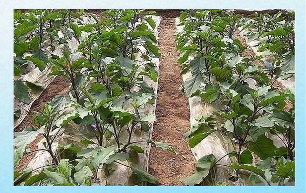 冬季大棚茄子如何高效生长？-图2