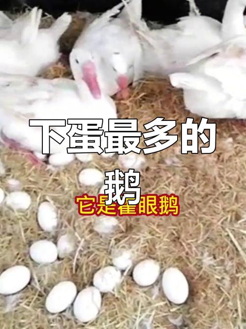 哪种小型鹅最爱下蛋？-图1