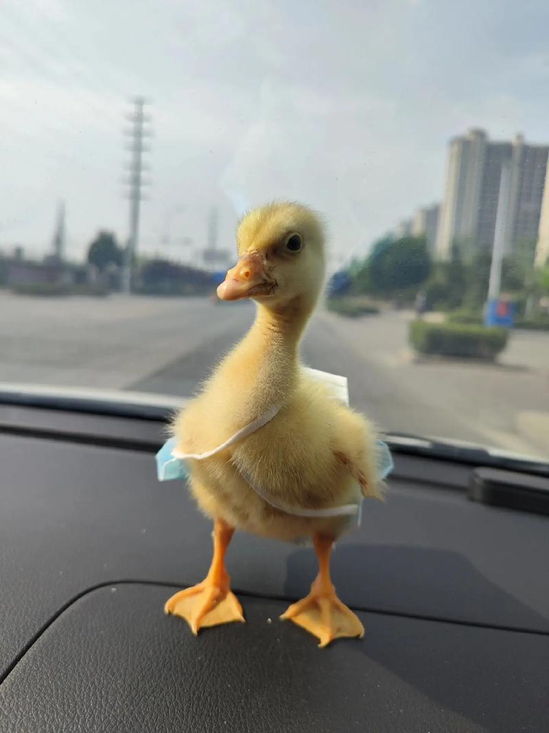 哪种小型鹅最爱下蛋？-图2