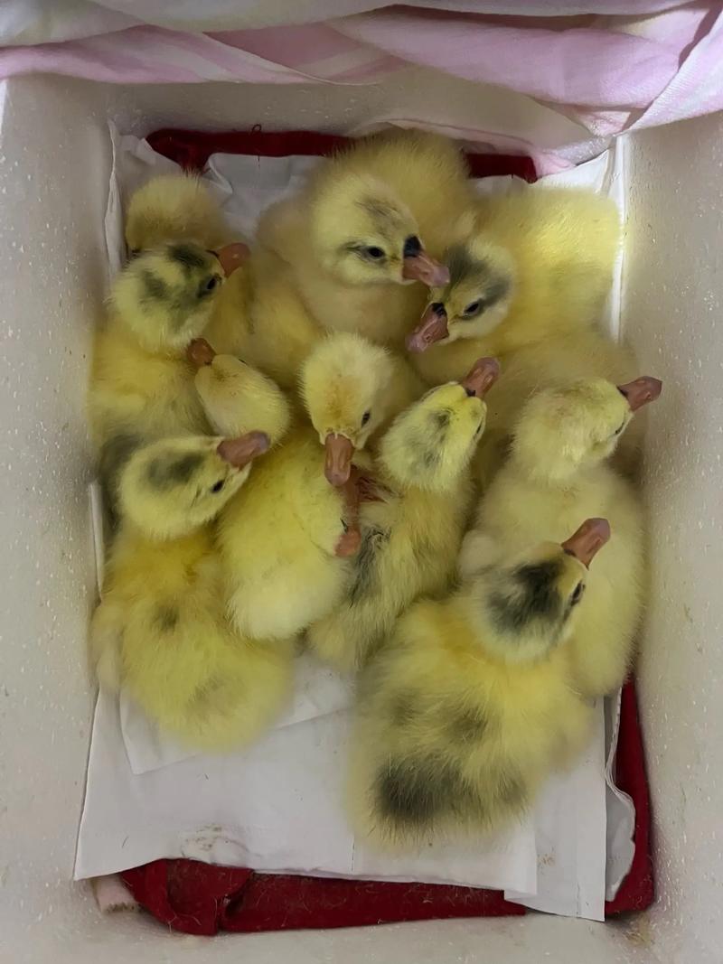 哪种小型鹅最爱下蛋？-图3