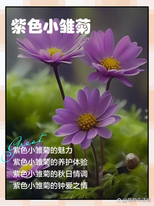 小雏菊品种多样，有哪些常见品种？-图2