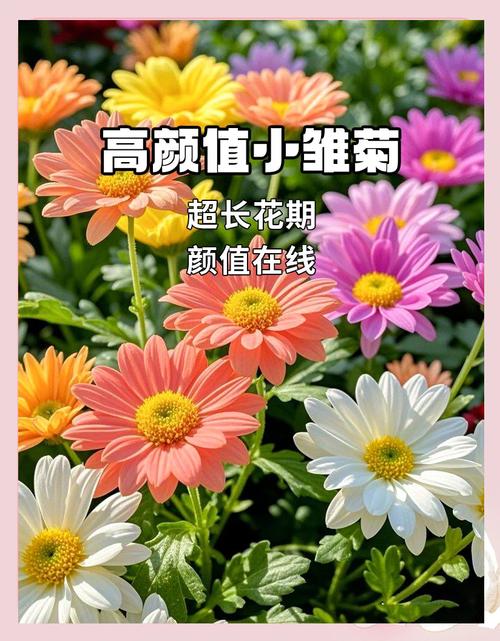 小雏菊品种多样，有哪些常见品种？-图1