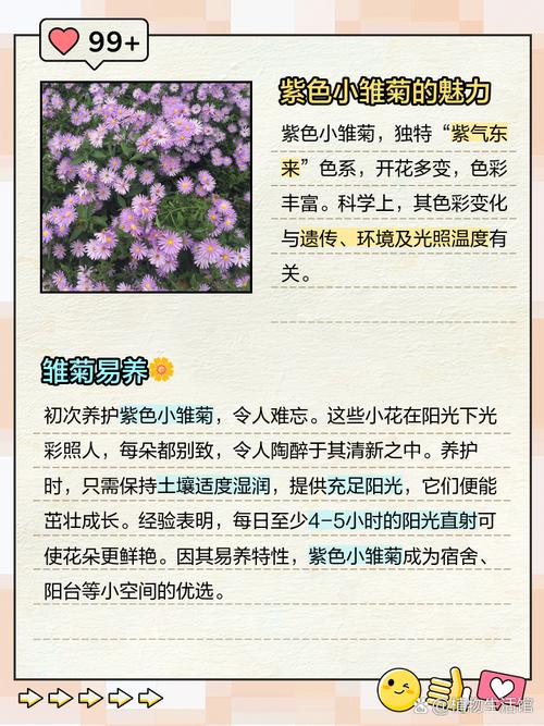 小雏菊品种多样，有哪些常见品种？-图3