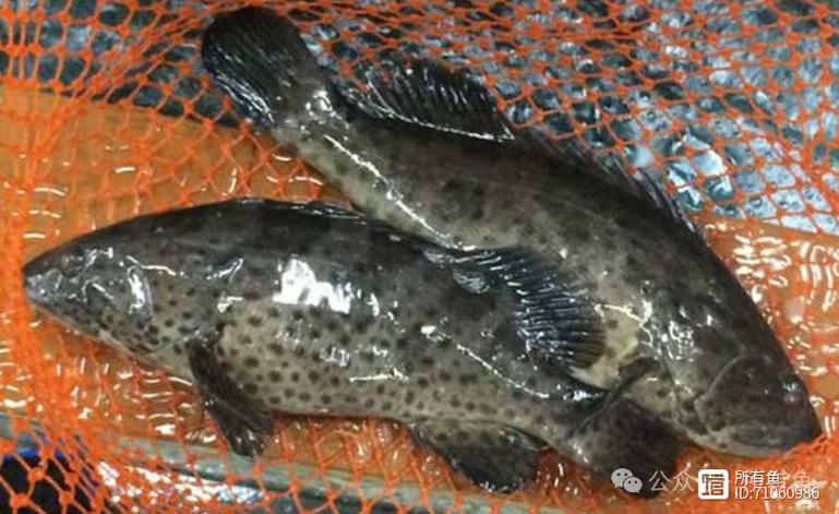 2025年水产新品种有哪些值得关注？-图2