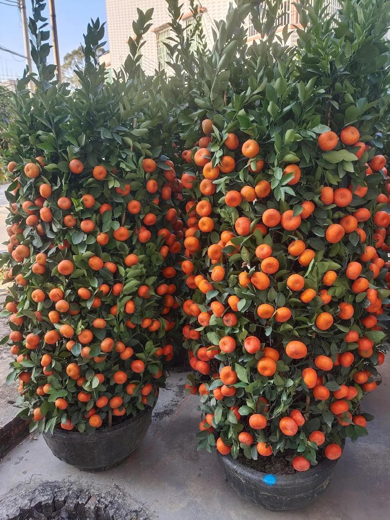 2025年柑桔新品种有哪些？-图1