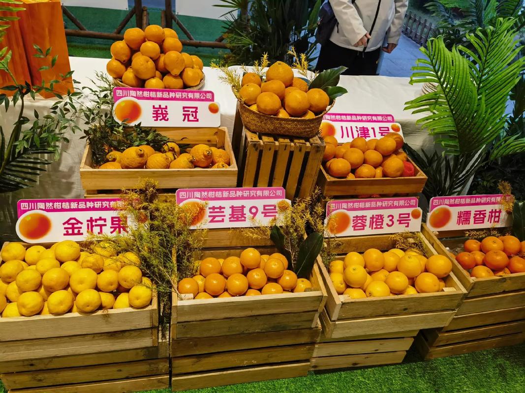 2025年柑桔新品种有哪些？-图2