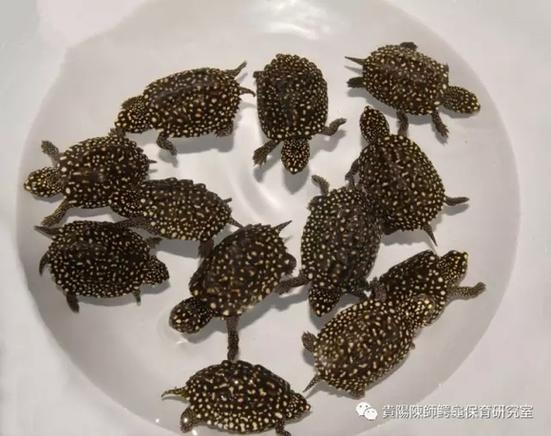 斑点池龟2025价格-图1