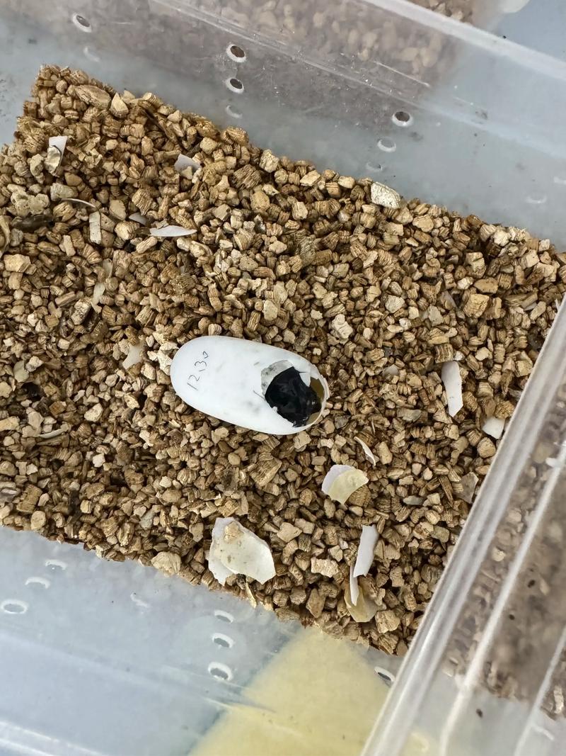 斑点池龟2025价格-图2