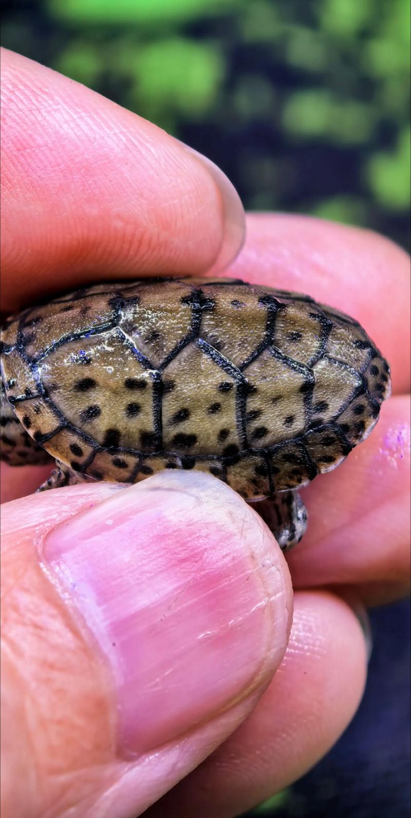 斑点池龟2025价格-图3