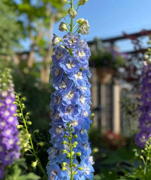 哪些牧草开花？有哪些品种？-图1