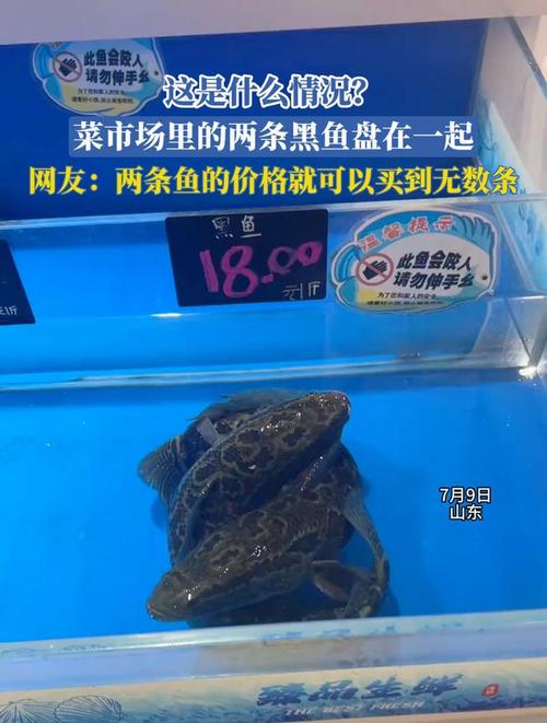 成都今日黑鱼价格多少钱一斤？-图3