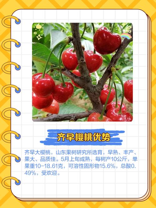 国内大樱桃常见品种有哪些？-图1