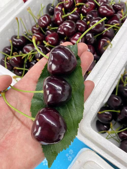 国内大樱桃常见品种有哪些？-图2