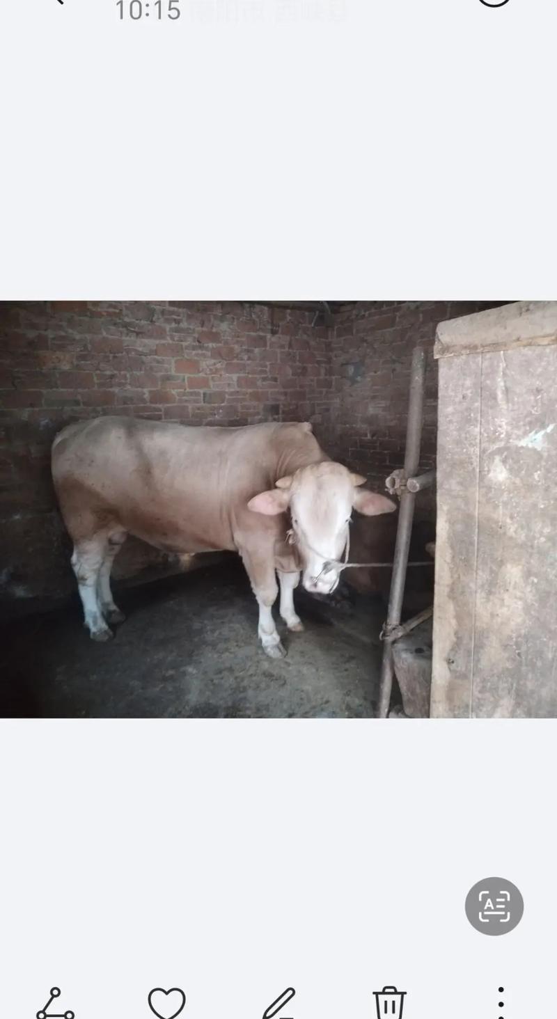 南阳黄牛配啥品种最优？-图2