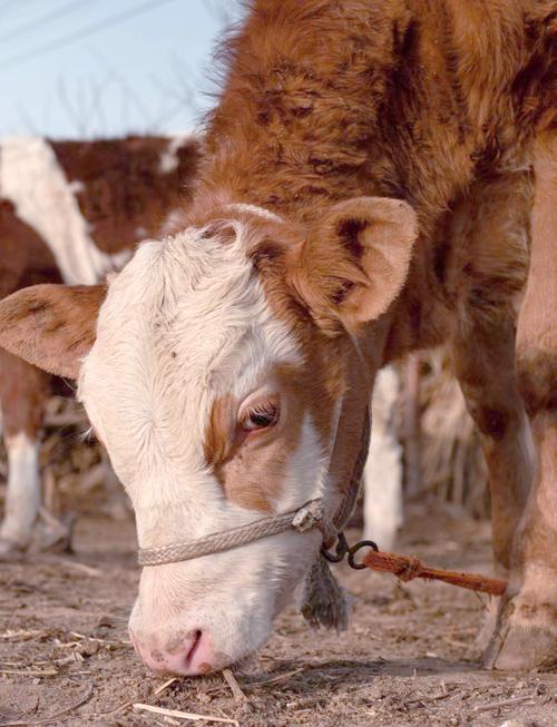 南阳黄牛配啥品种最优？-图1