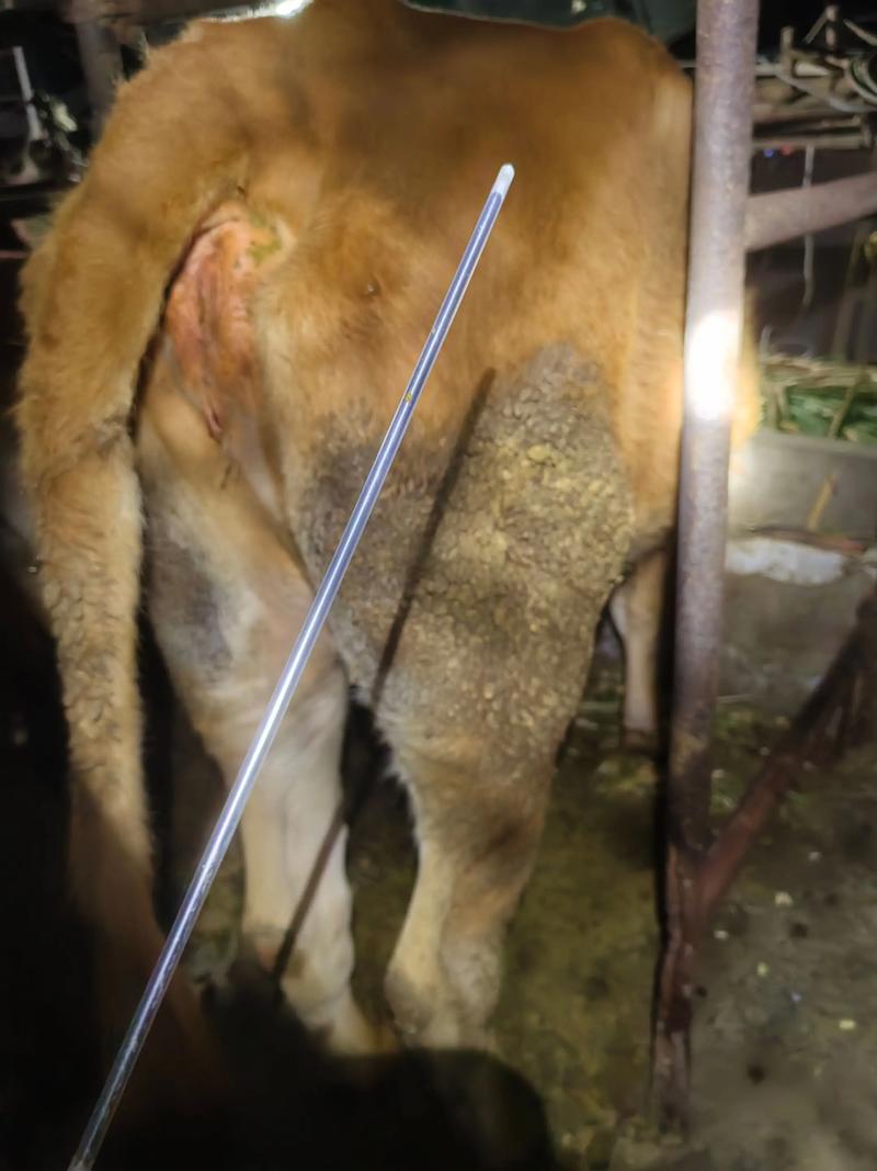 南阳黄牛配啥品种最优？-图3