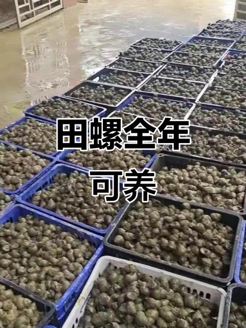 冬天田螺养殖技术有哪些要点？-图1