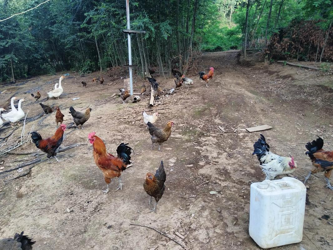 散养鸡苗选什么品种好？-图3