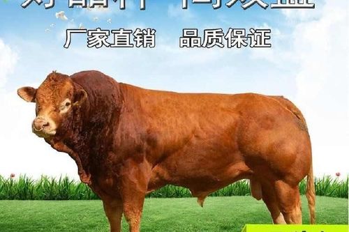 杂交黄牛技术视频如何高效播放学习？-图2