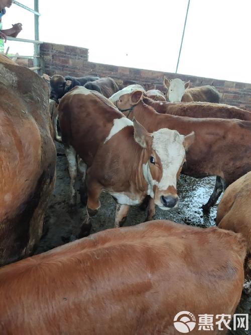 杂交黄牛技术视频如何高效播放学习？-图1