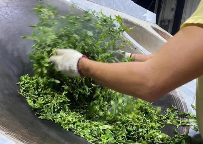 茶叶种植技术入门视频-图1