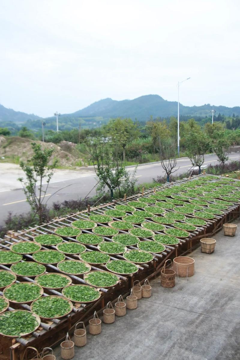 茶叶种植技术入门视频-图3