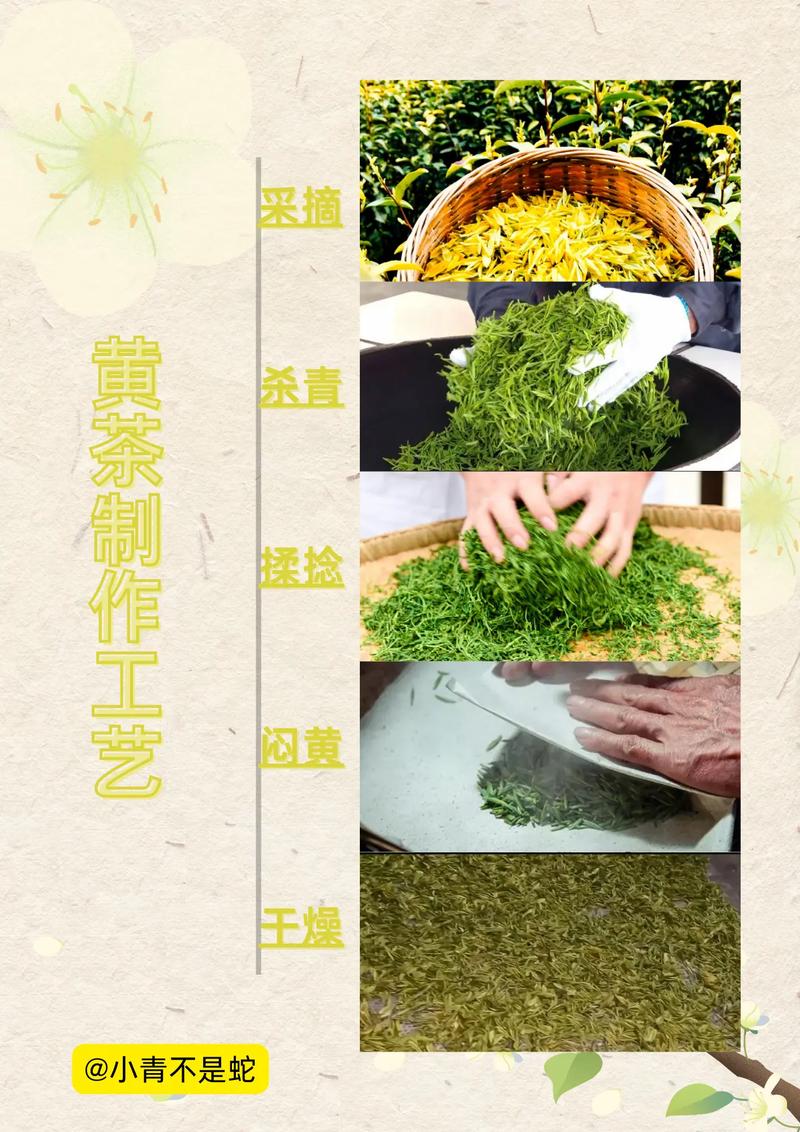 茶叶种植技术入门视频-图2
