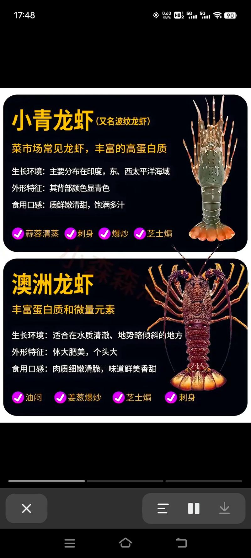海水龙虾哪个品种最好？-图1