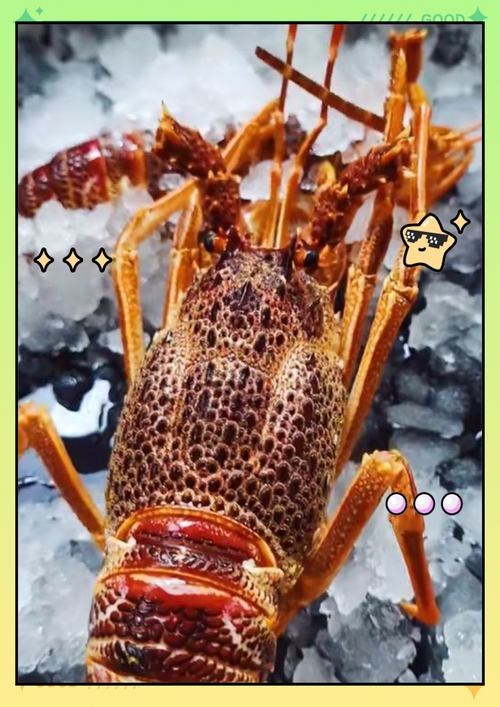 海水龙虾哪个品种最好？-图2