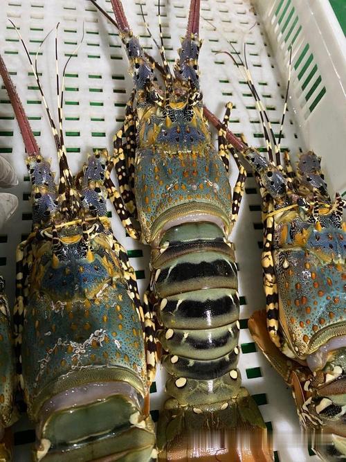 海水龙虾哪个品种最好？-图3