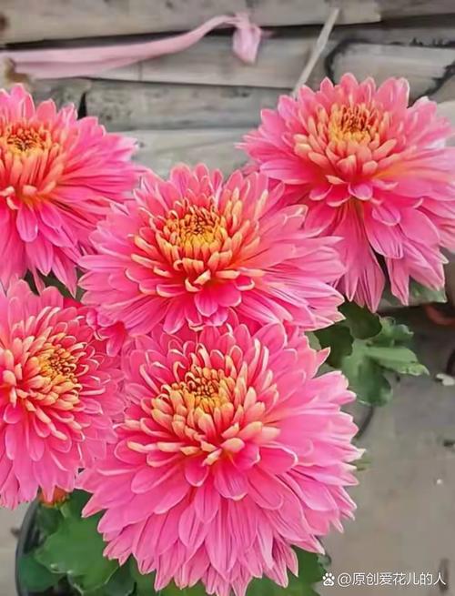 哪些菊花品种堪称名贵？-图1