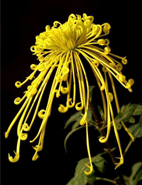 哪些菊花品种堪称名贵？-图2