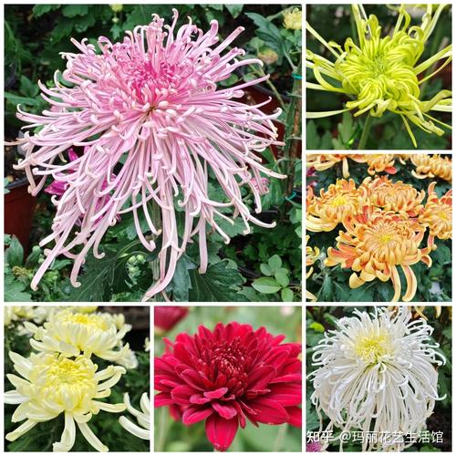 哪些菊花品种堪称名贵？-图3