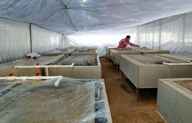 水蛭养殖技术视频，新手如何快速入门？-图2