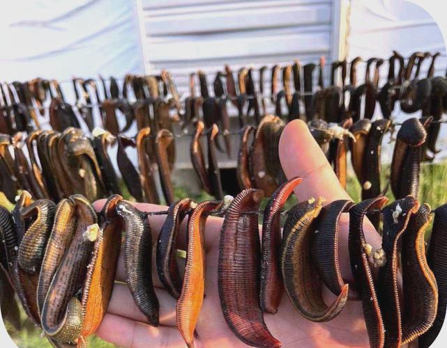 水蛭养殖技术视频，新手如何快速入门？-图1