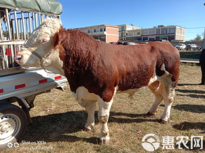 东北适合养啥牛品种？-图2