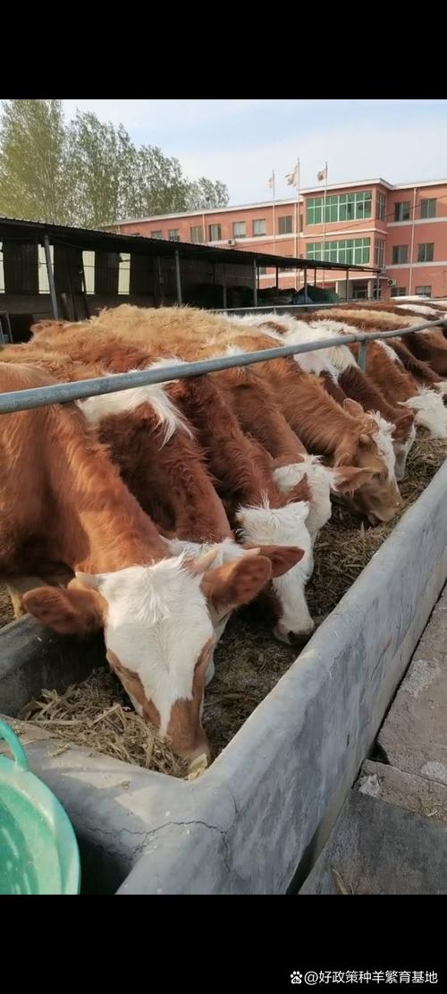 东北适合养啥牛品种？-图3