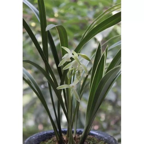 建兰观音素属什么品种-图1