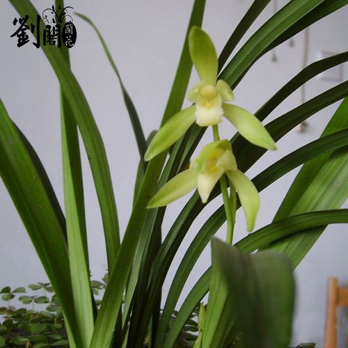 建兰观音素属什么品种-图3