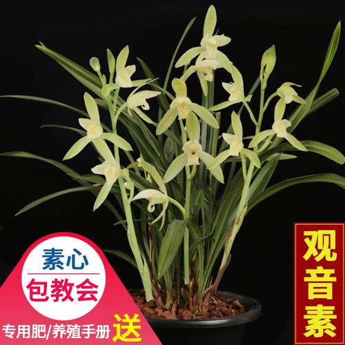 建兰观音素属什么品种-图2