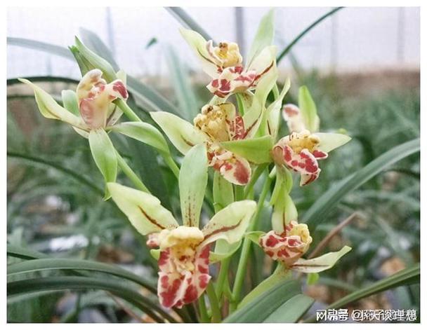 建兰和春兰，到底哪个更值得养？-图2