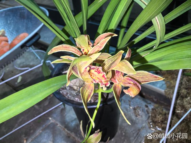 建兰和春兰，到底哪个更值得养？-图3